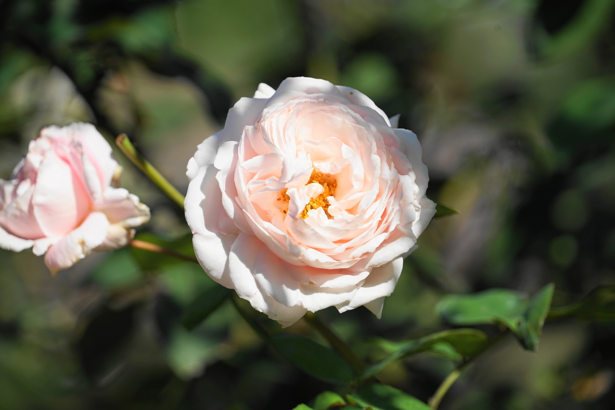 f:id:shigeo-t:20211103142107j:plain