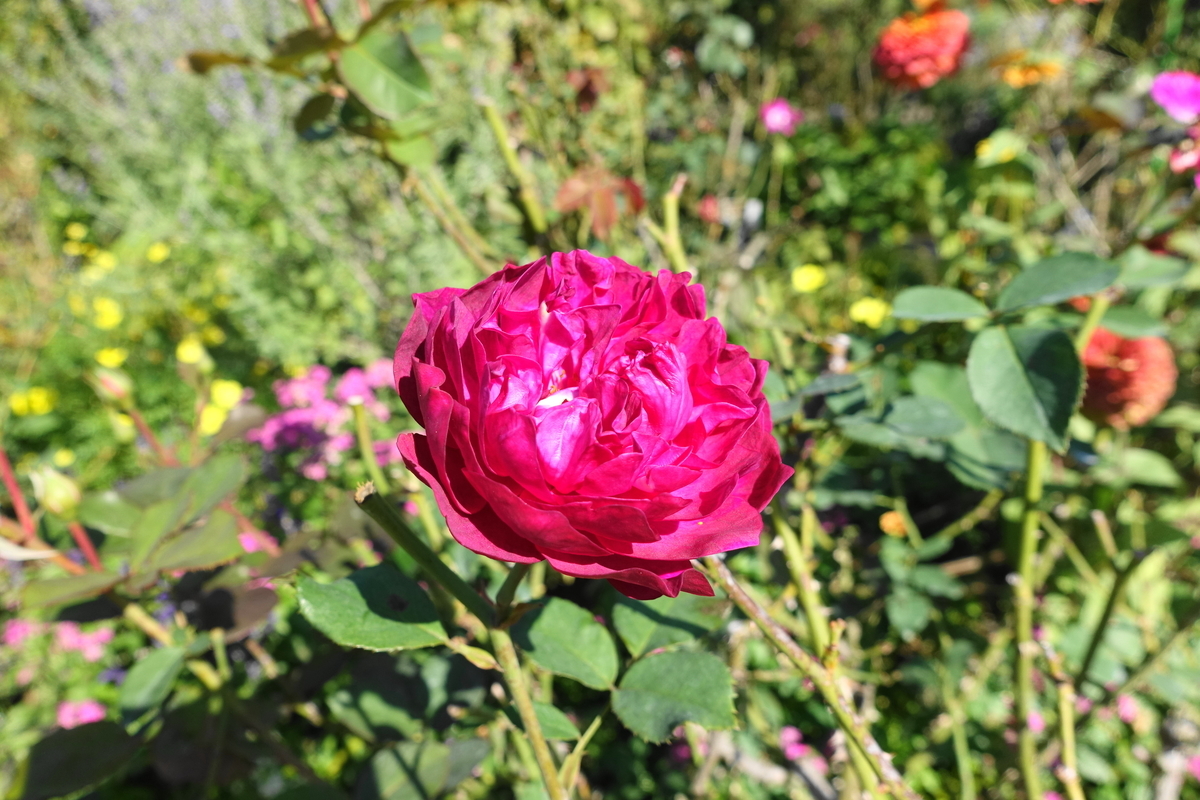 f:id:shigeo-t:20211103142121j:plain