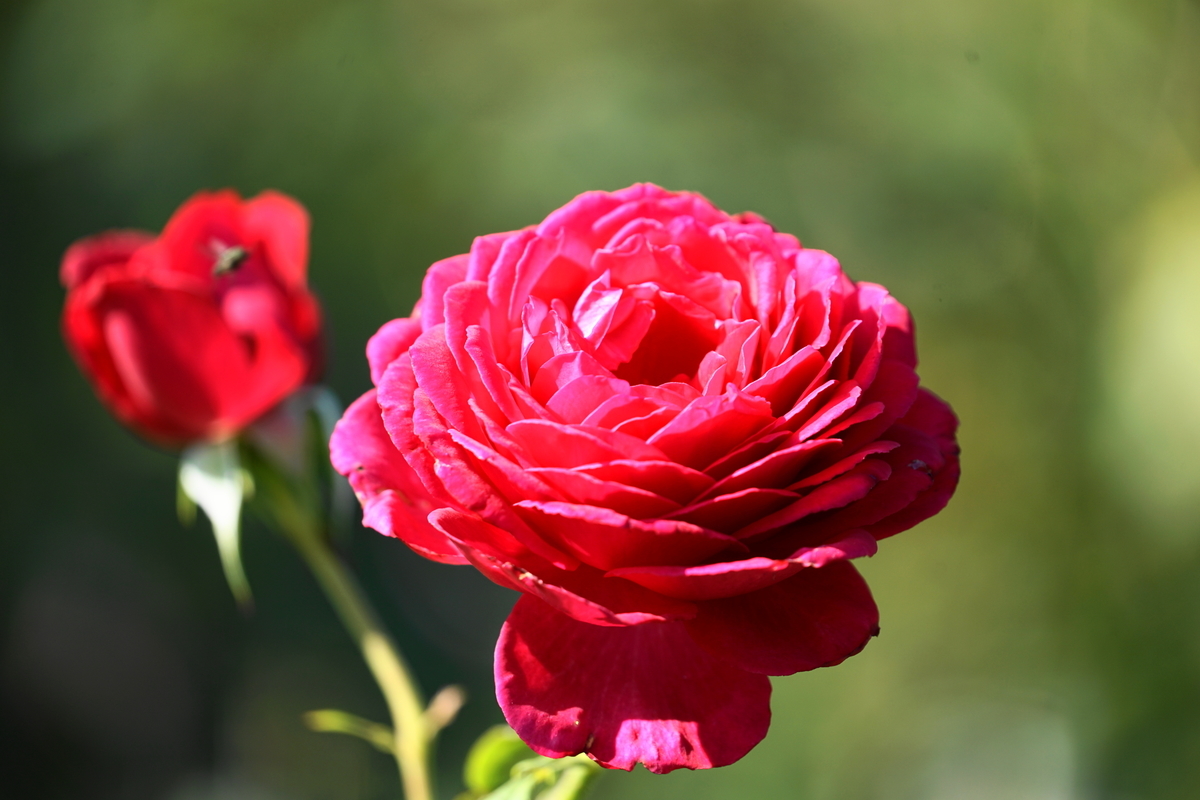 f:id:shigeo-t:20211103142223j:plain