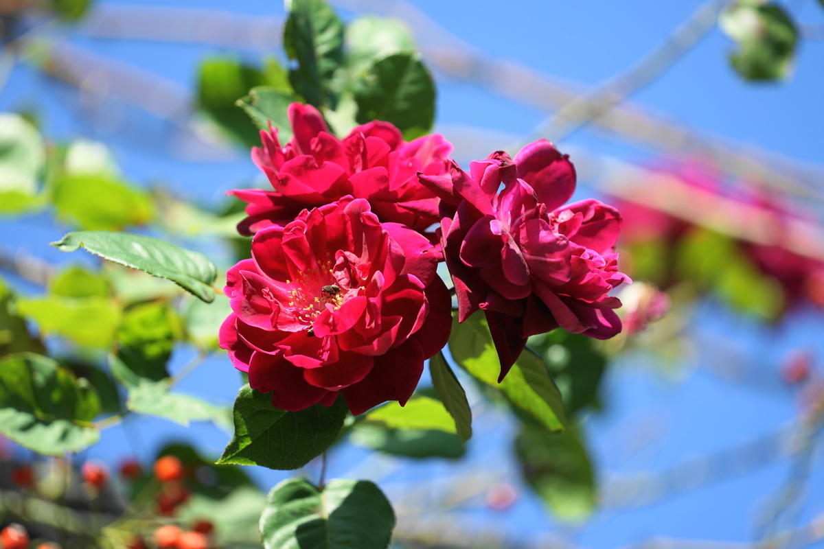 f:id:shigeo-t:20211103142251j:plain