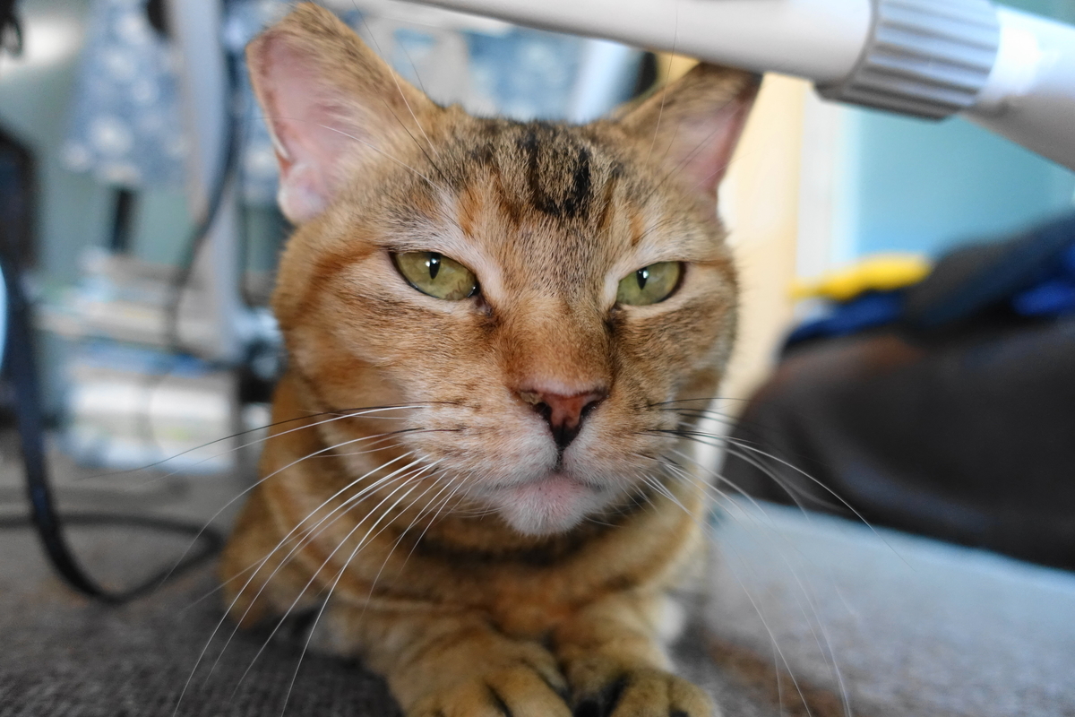 f:id:shigeo-t:20211103145238j:plain