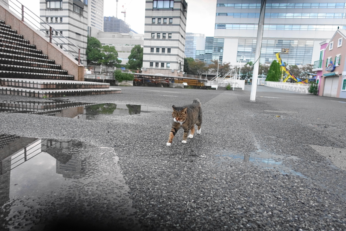 f:id:shigeo-t:20211105104603j:plain