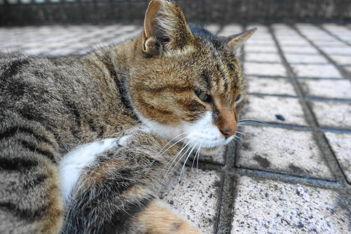 f:id:shigeo-t:20211105104831j:plain
