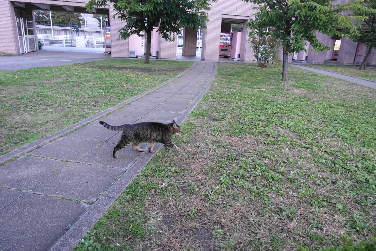 f:id:shigeo-t:20211105110139j:plain