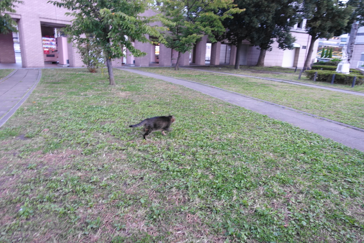 f:id:shigeo-t:20211105110140j:plain