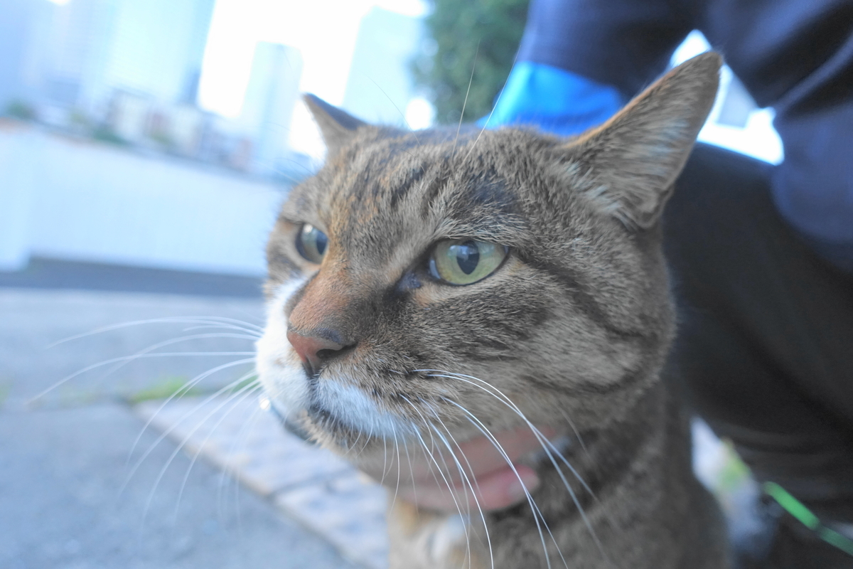 f:id:shigeo-t:20211105111104j:plain