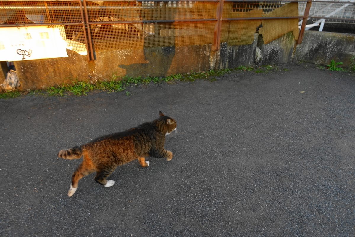 f:id:shigeo-t:20211105113533j:plain