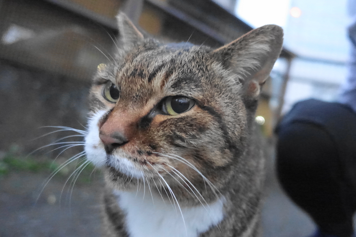 f:id:shigeo-t:20211111105324j:plain