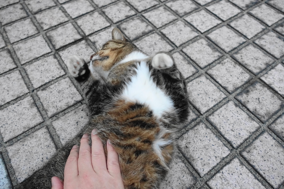 f:id:shigeo-t:20211111110338j:plain