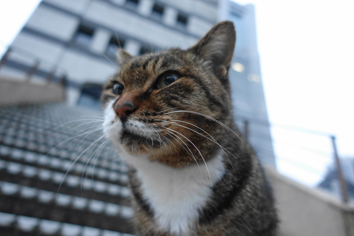 f:id:shigeo-t:20211111110419j:plain