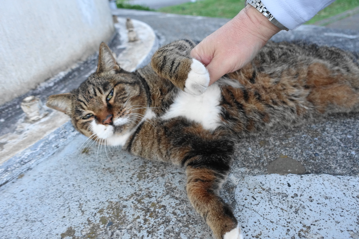 f:id:shigeo-t:20211111113107j:plain