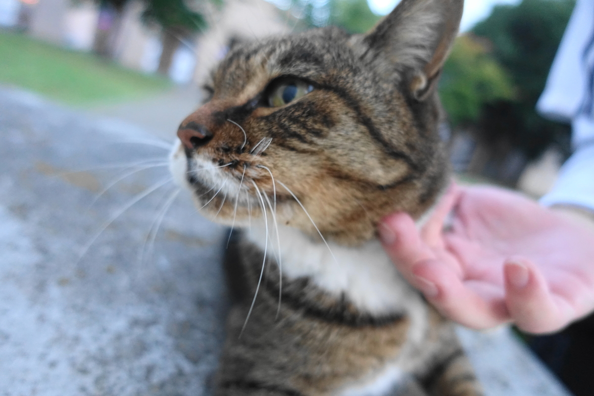 f:id:shigeo-t:20211111113124j:plain