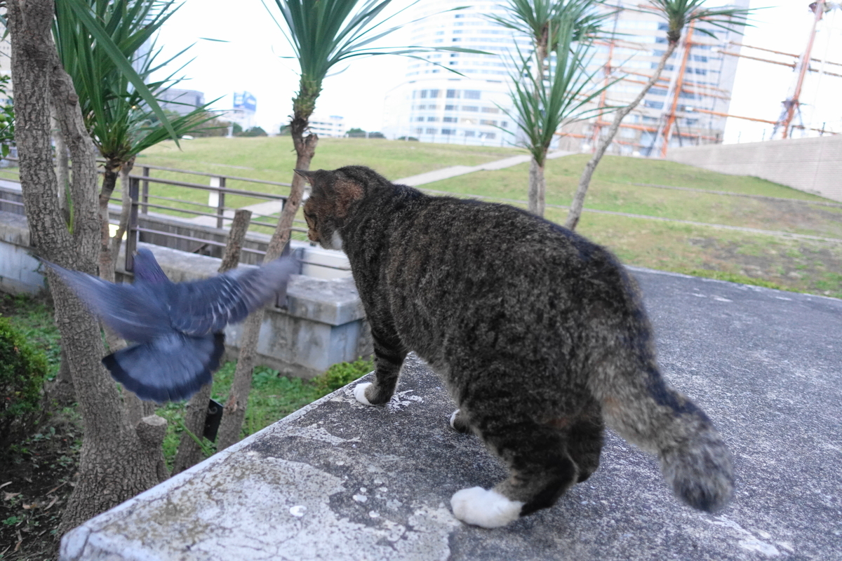 f:id:shigeo-t:20211111113203j:plain