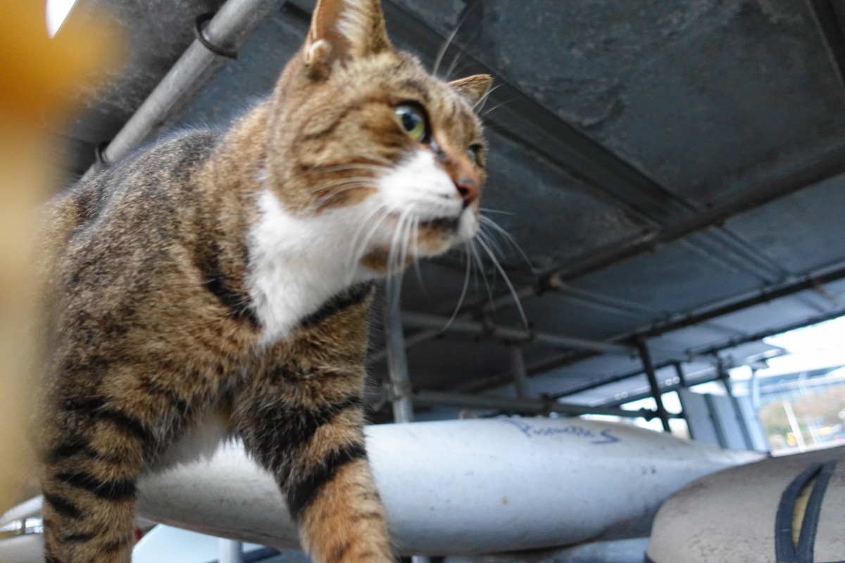 f:id:shigeo-t:20211111113622j:plain