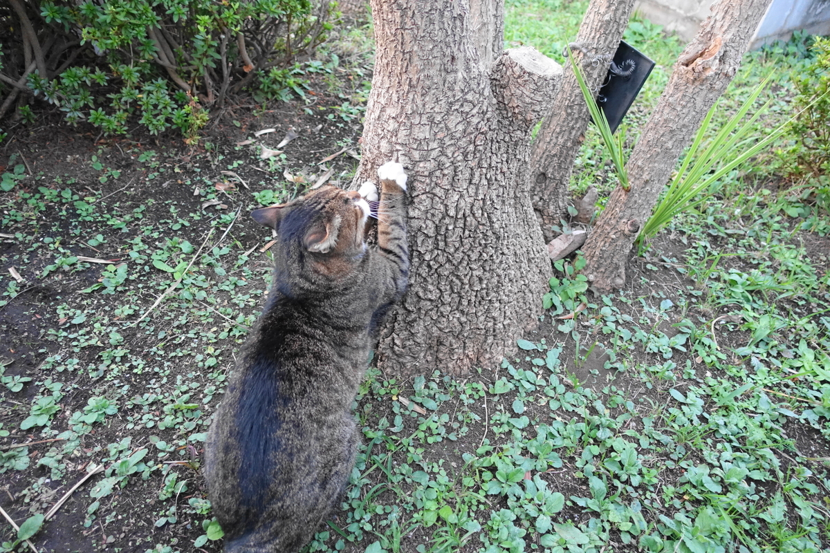 f:id:shigeo-t:20211111113938j:plain