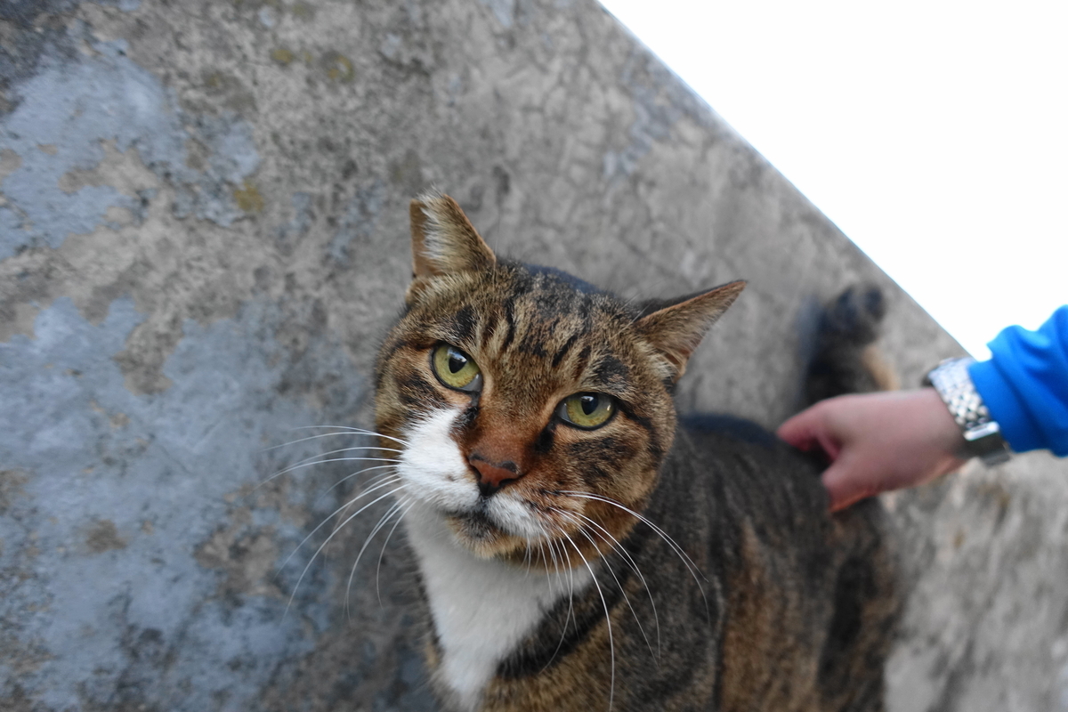 f:id:shigeo-t:20211111114015j:plain