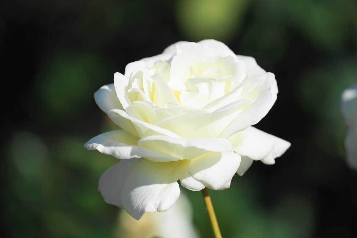 f:id:shigeo-t:20211113162508j:plain