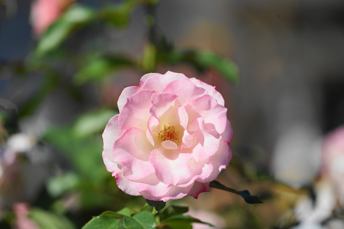 f:id:shigeo-t:20211113162522j:plain