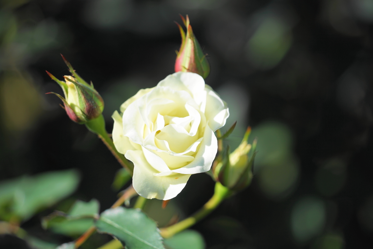 f:id:shigeo-t:20211113162640j:plain