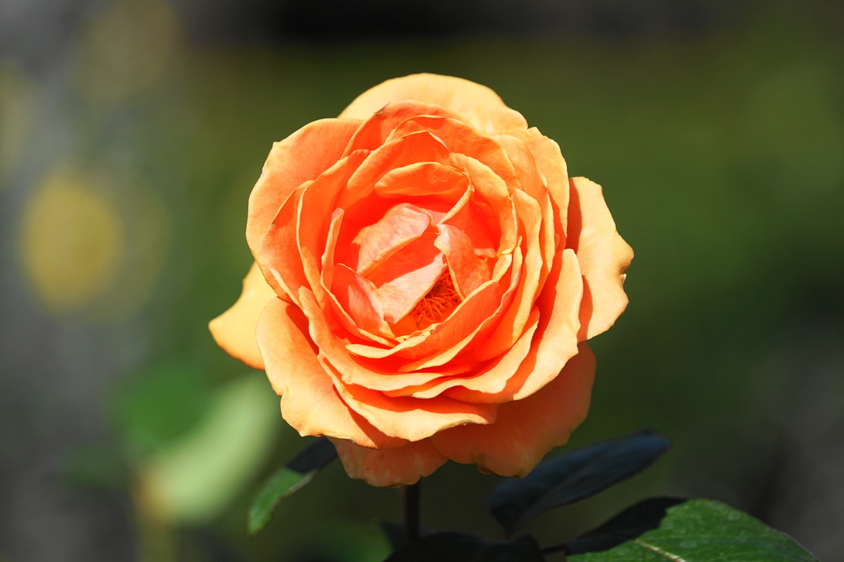 f:id:shigeo-t:20211113163045j:plain