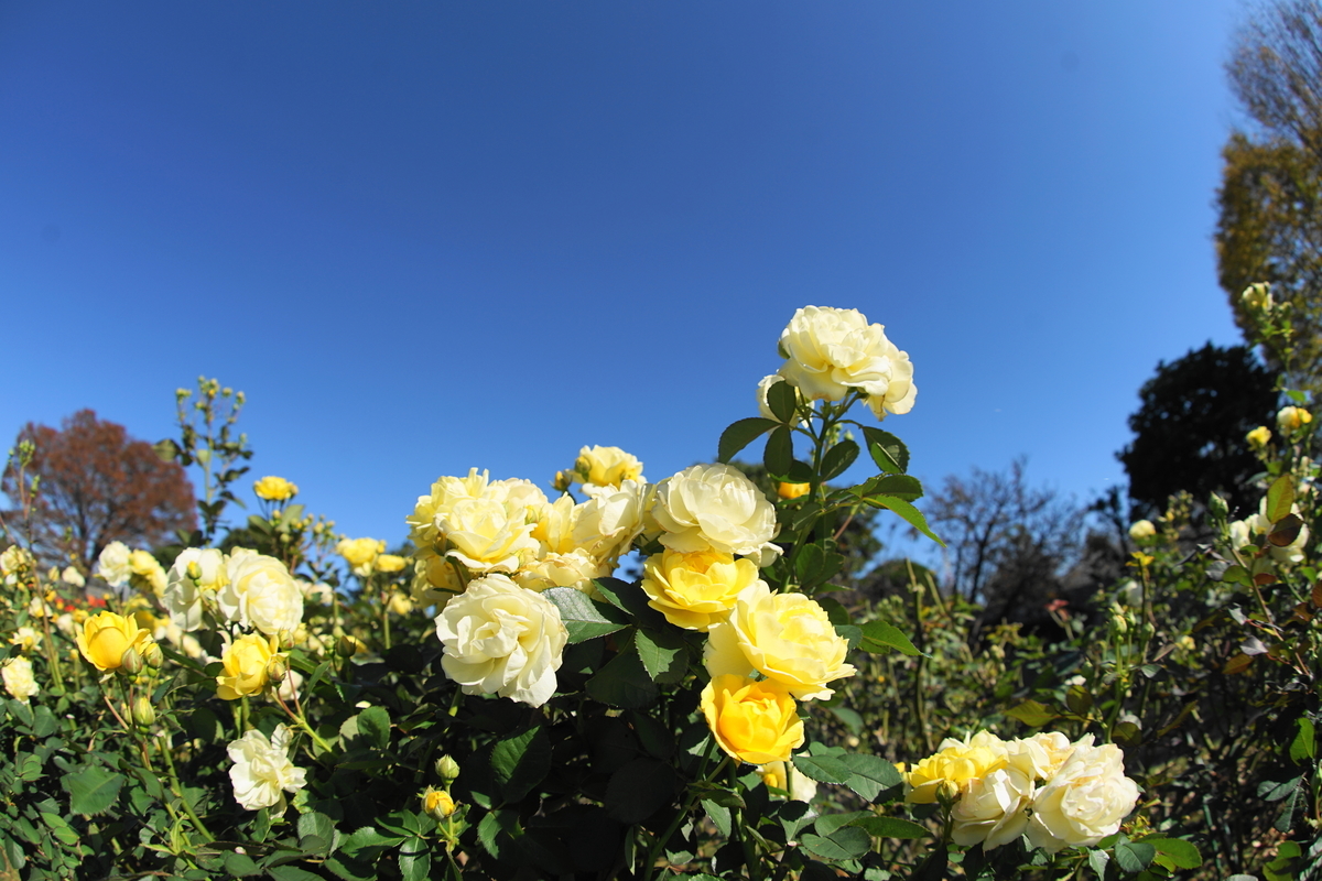 f:id:shigeo-t:20211113163551j:plain