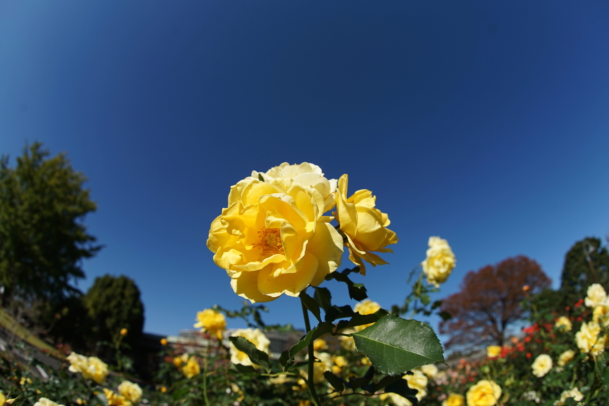f:id:shigeo-t:20211113163608j:plain