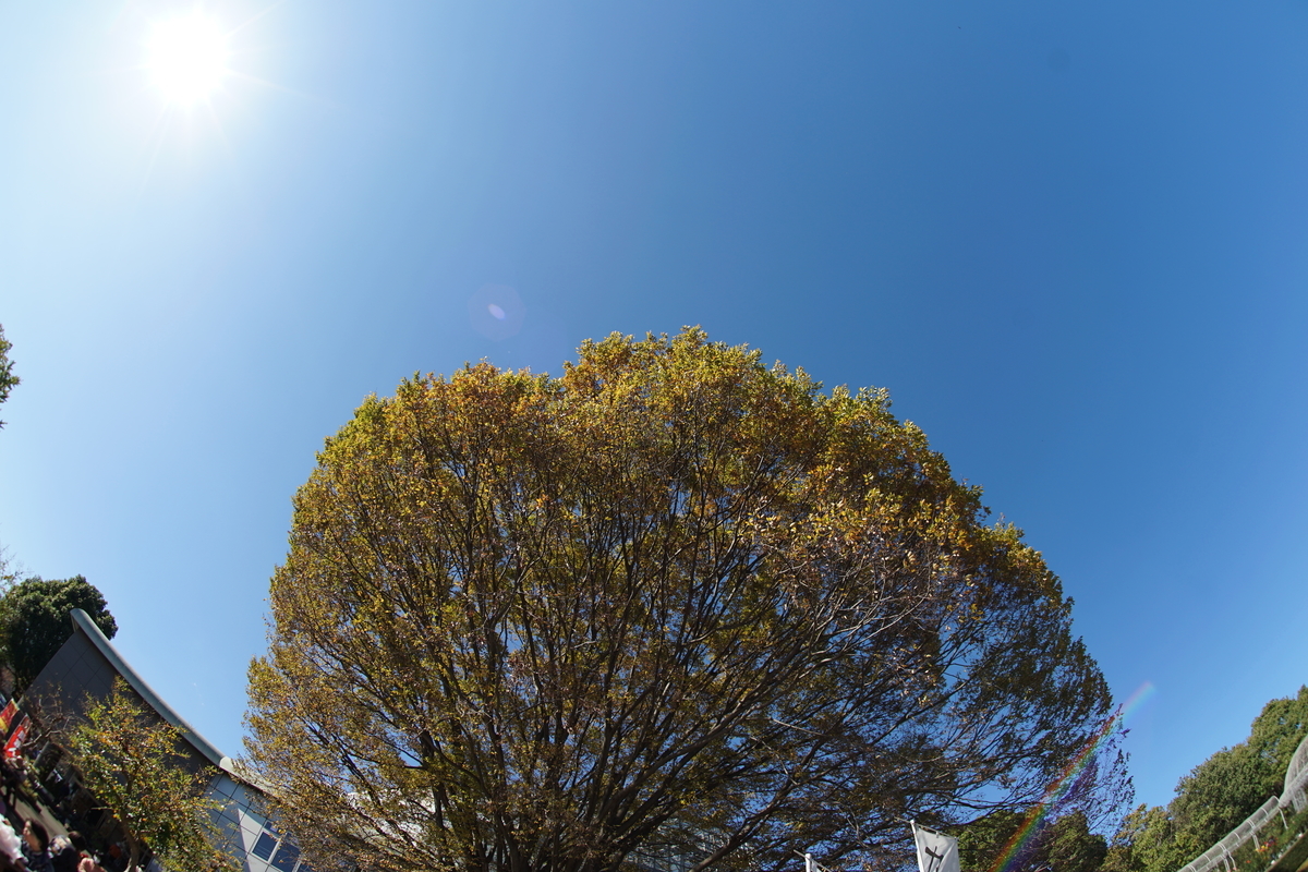 f:id:shigeo-t:20211113163749j:plain