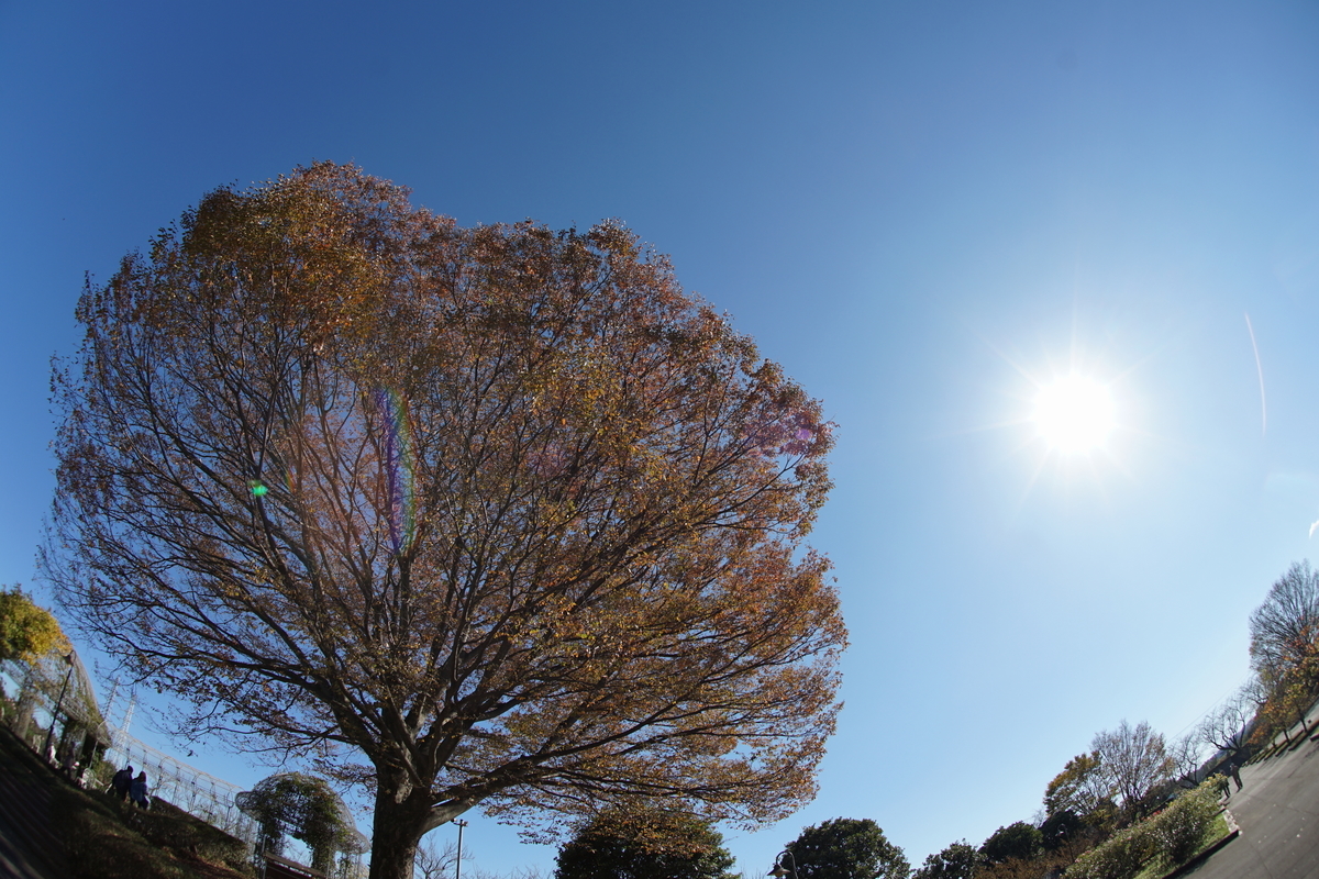 f:id:shigeo-t:20211113163834j:plain