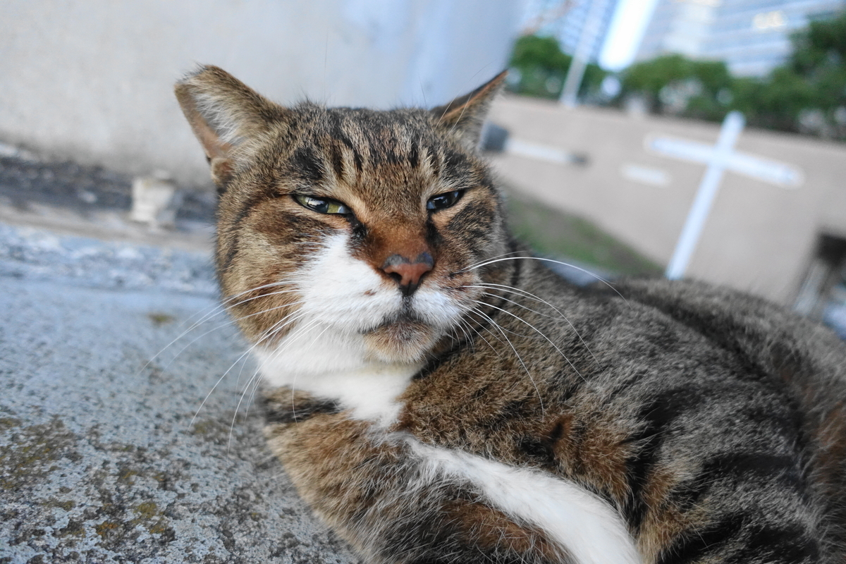 f:id:shigeo-t:20211115091117j:plain