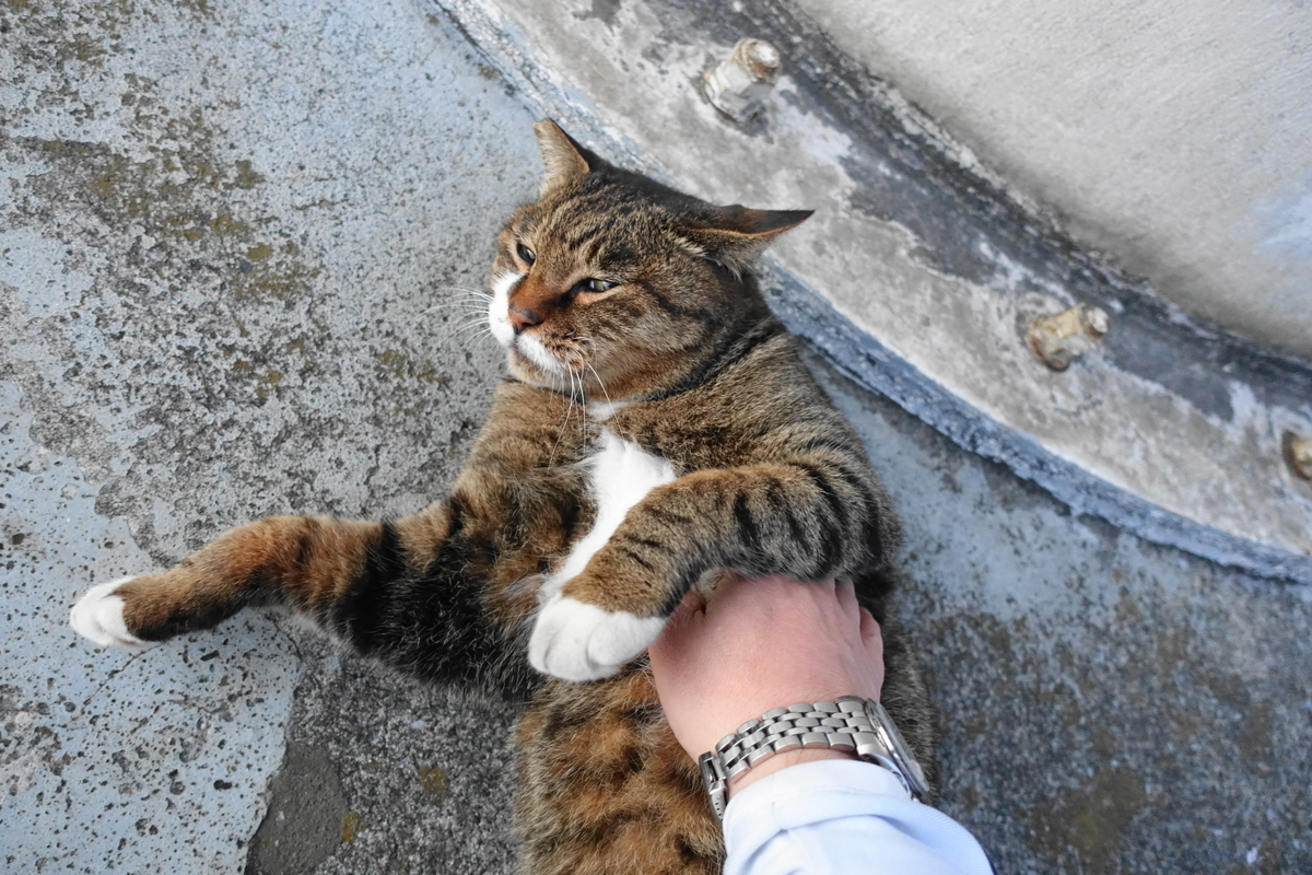 f:id:shigeo-t:20211115091130j:plain