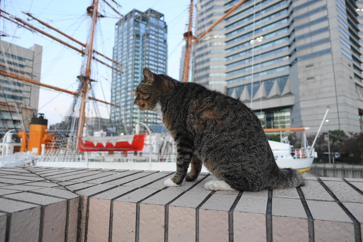 f:id:shigeo-t:20211115091202j:plain