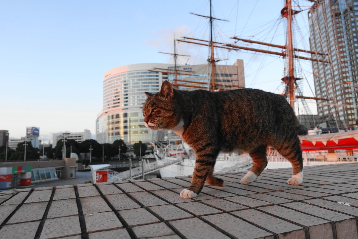 f:id:shigeo-t:20211115093116j:plain