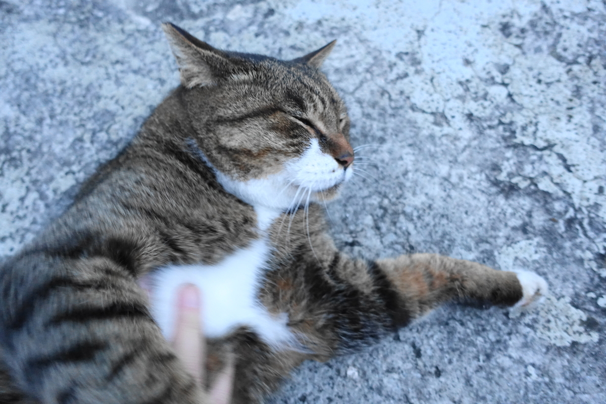 f:id:shigeo-t:20211115094326j:plain