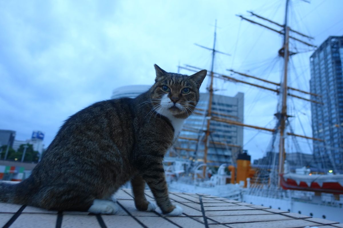 f:id:shigeo-t:20211115094351j:plain