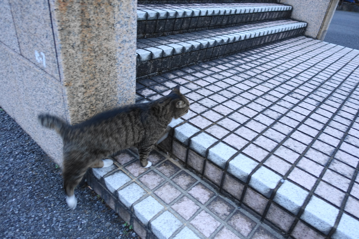 f:id:shigeo-t:20211115094738j:plain