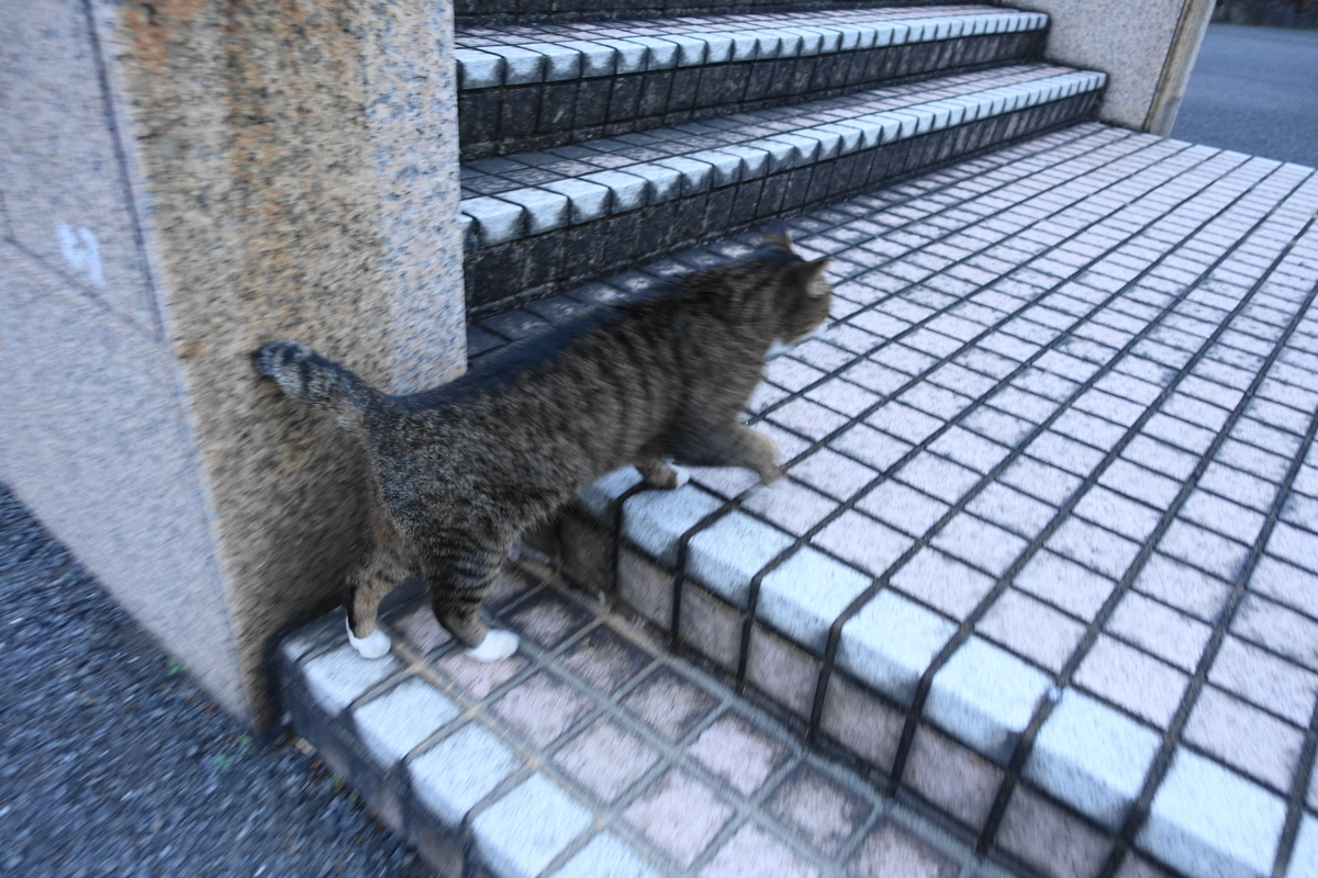 f:id:shigeo-t:20211115094742j:plain