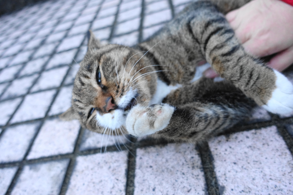 f:id:shigeo-t:20211115094823j:plain