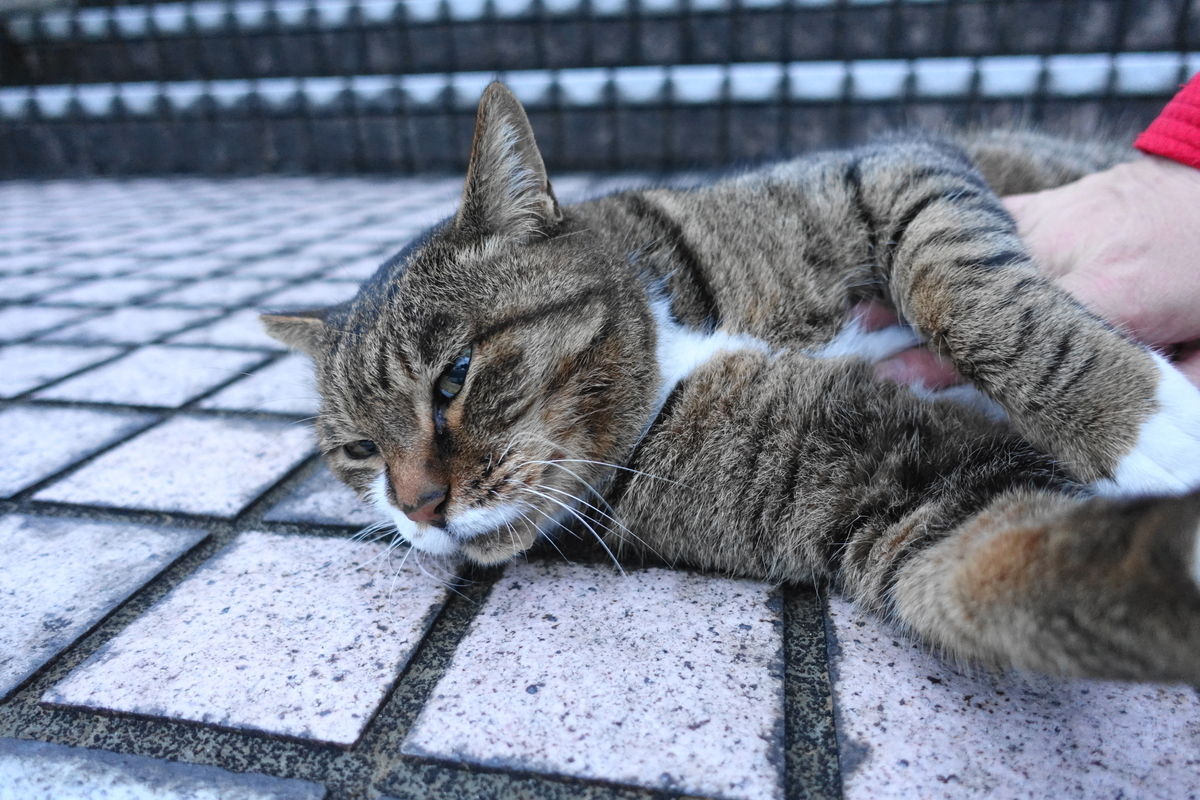 f:id:shigeo-t:20211115094834j:plain