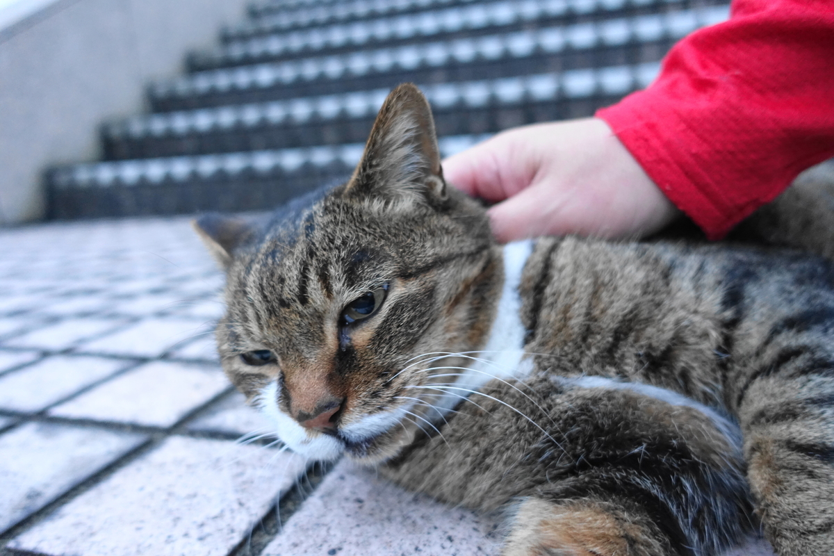 f:id:shigeo-t:20211115094849j:plain