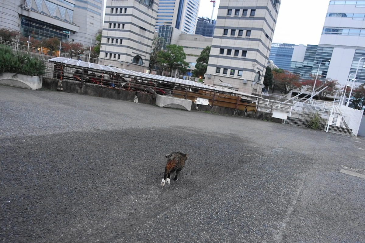 f:id:shigeo-t:20211115094957j:plain