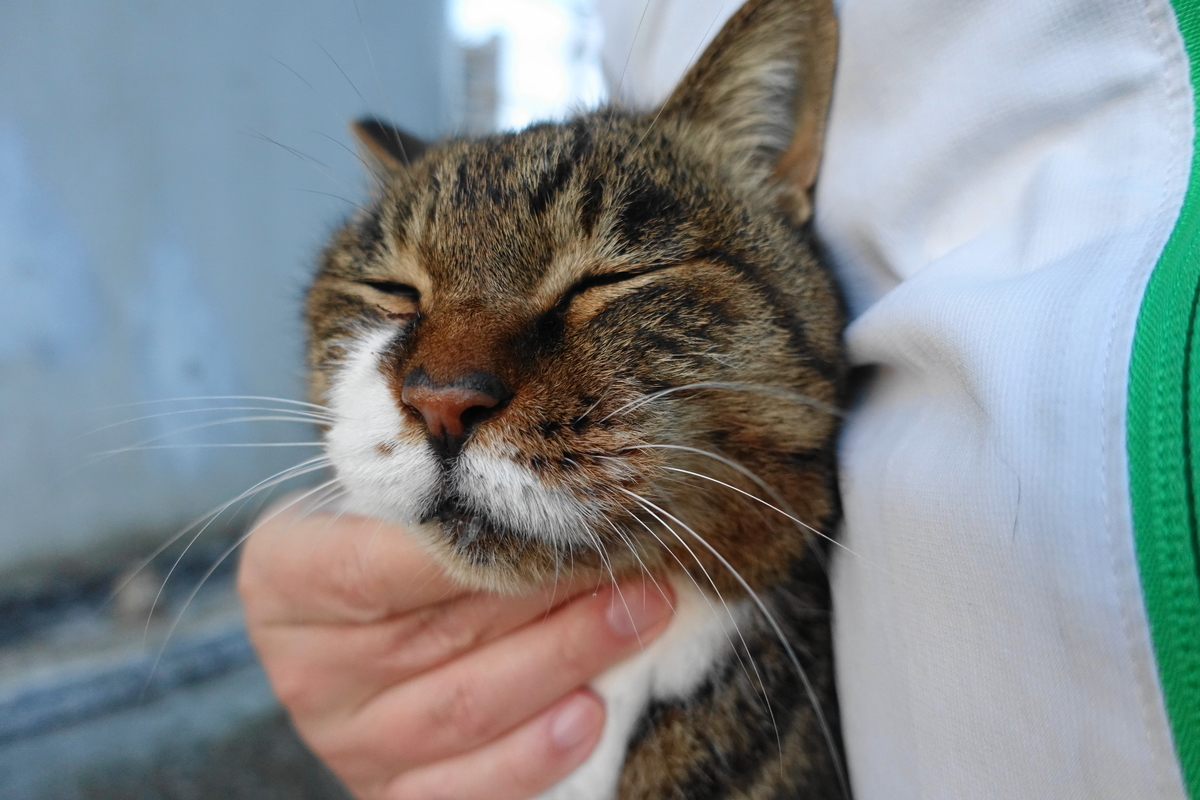 f:id:shigeo-t:20211118101209j:plain