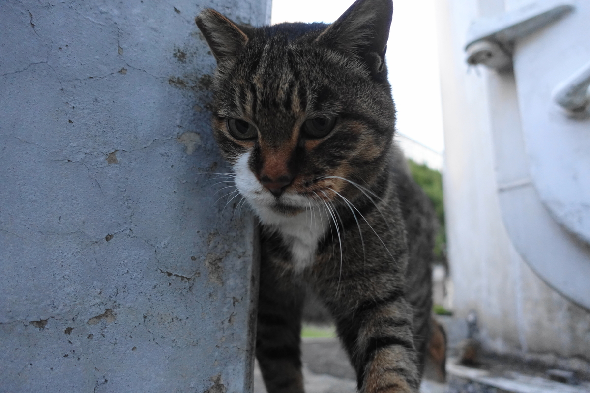 f:id:shigeo-t:20211118101340j:plain