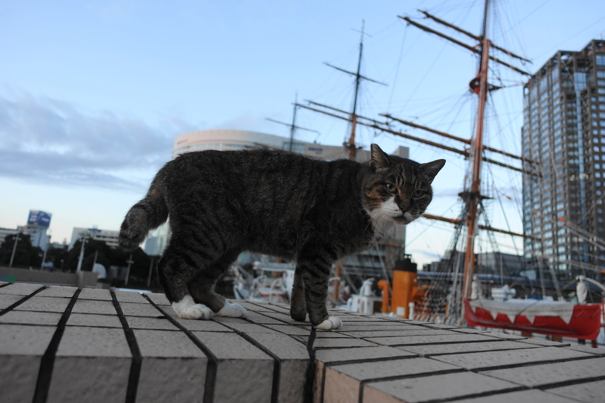 f:id:shigeo-t:20211118101554j:plain