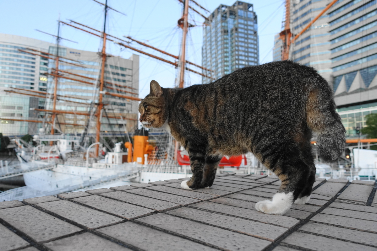 f:id:shigeo-t:20211119115506j:plain