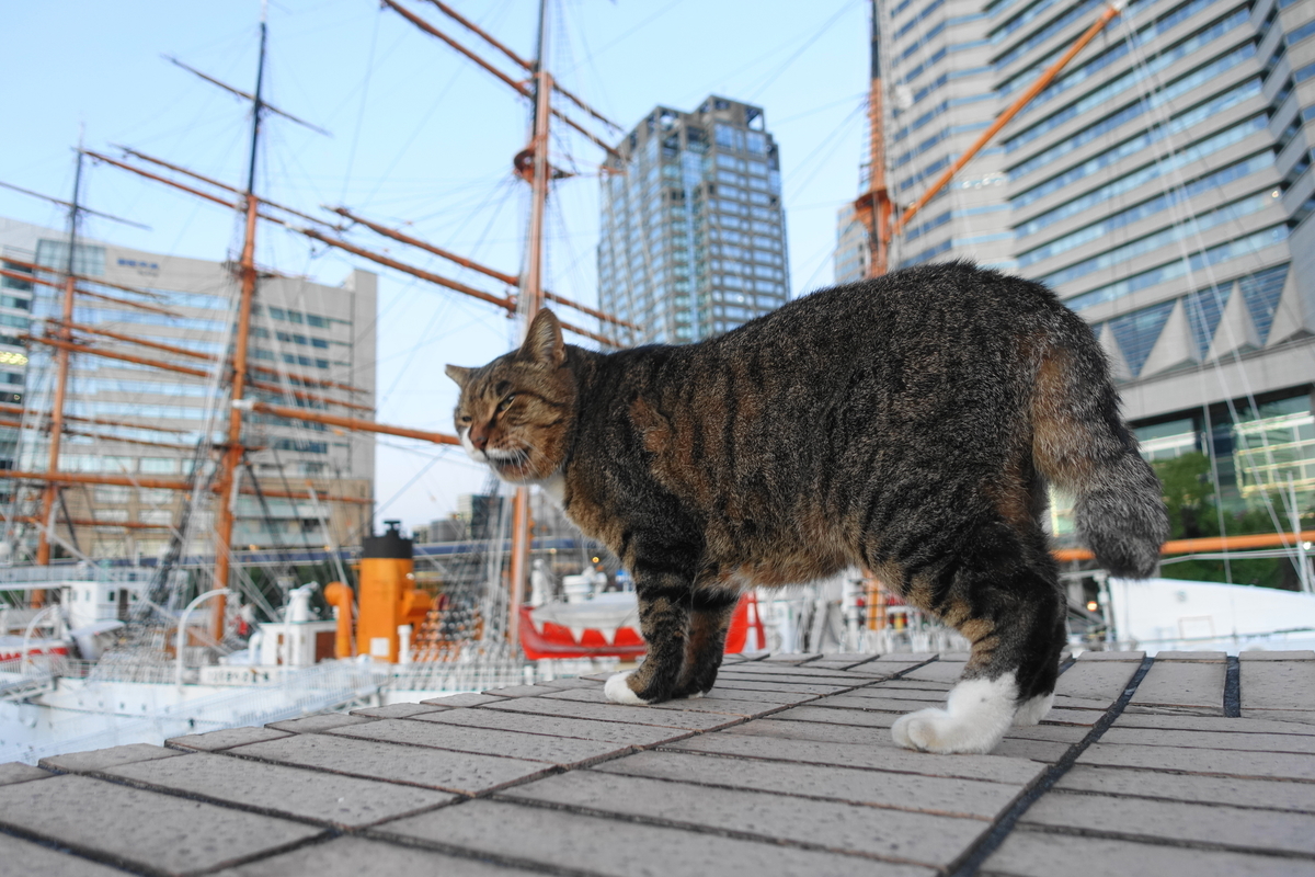 f:id:shigeo-t:20211119115509j:plain