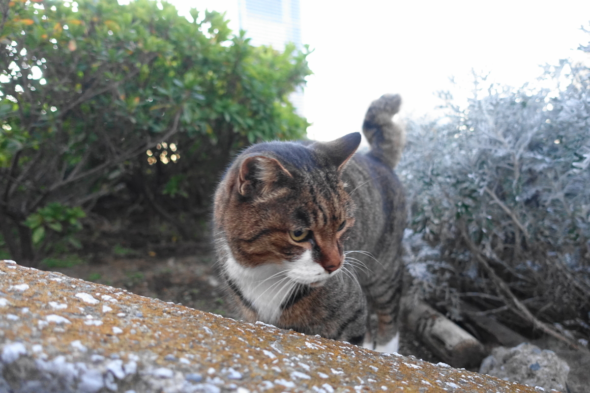 f:id:shigeo-t:20211119120106j:plain