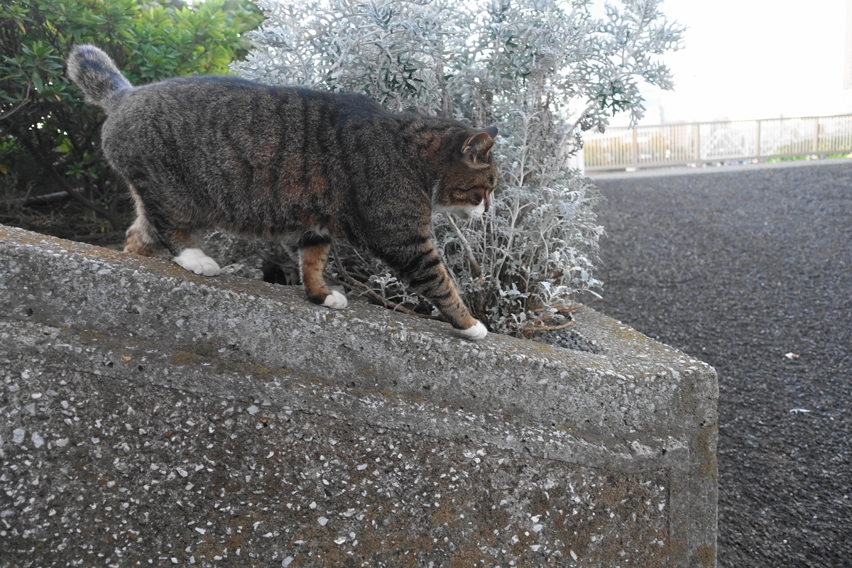 f:id:shigeo-t:20211119120116j:plain