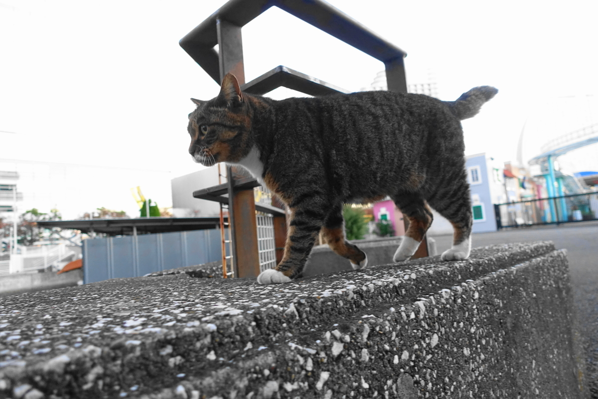 f:id:shigeo-t:20211119120214j:plain