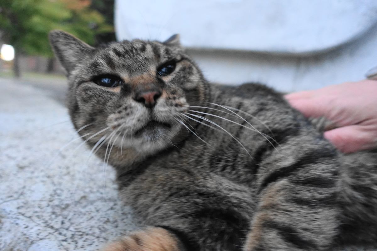 f:id:shigeo-t:20211119120539j:plain