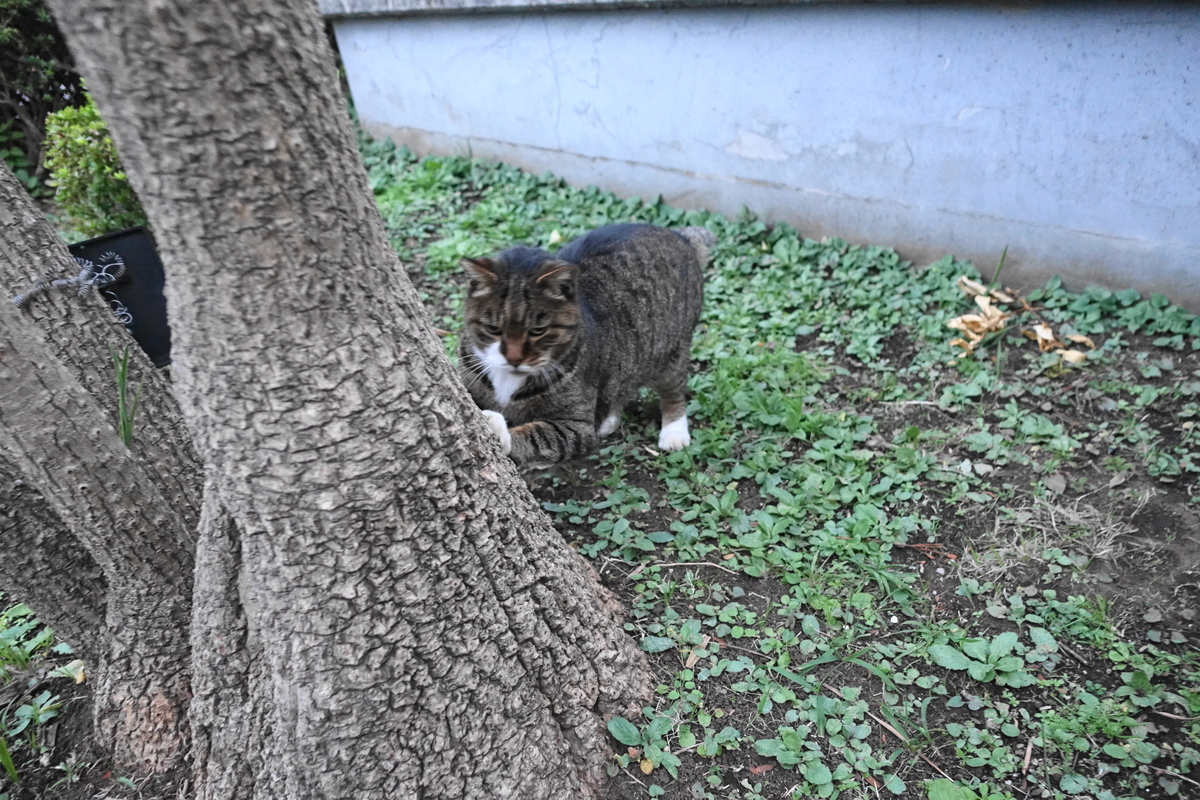 f:id:shigeo-t:20211119120619j:plain